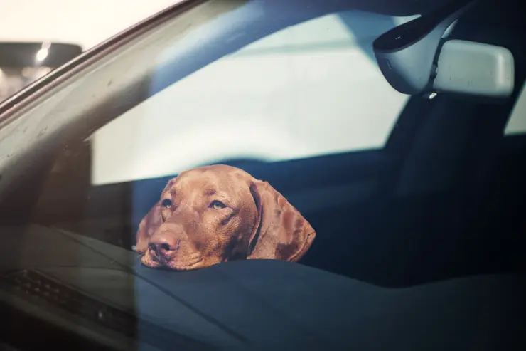 A dog locked in a car during extreme heat