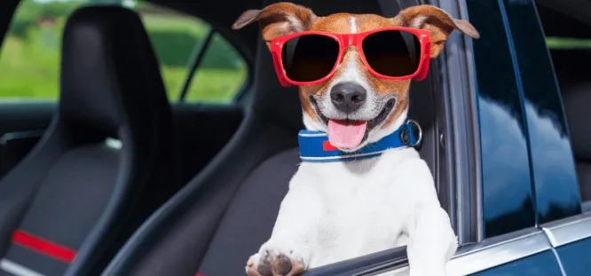 Transporting a Dog in a Car: How to Do It Safely
