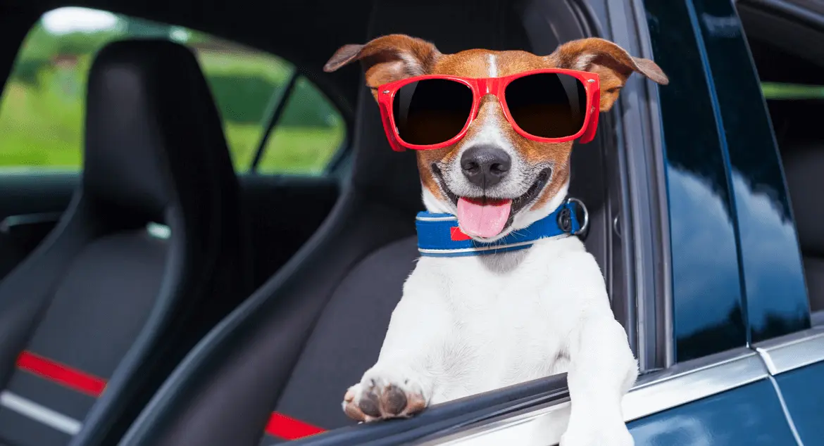 Transporting a Dog in a Car: How to Do It Safely