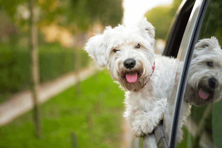 Safe Transportation of Dogs 2