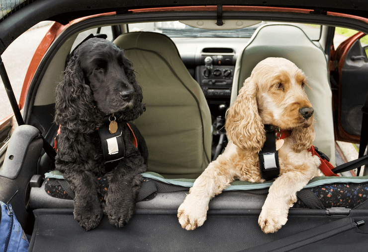 Safe Transportation of Dogs