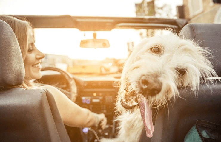 Types of Transportation Appliances for Dogs